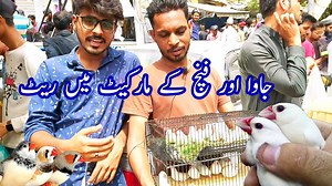 Java Mutation, Zebra Finches Mutation Prices in Birds Market | Sunday Birds Market Latest Updates by Owais Khan, Full Video-👇🏻 https://youtu.be/v5WllqIWnEY #javasparrow #javapricesupdate #zebrafinches #apnabirdscenter #owaiskhan | Apna Birds Center