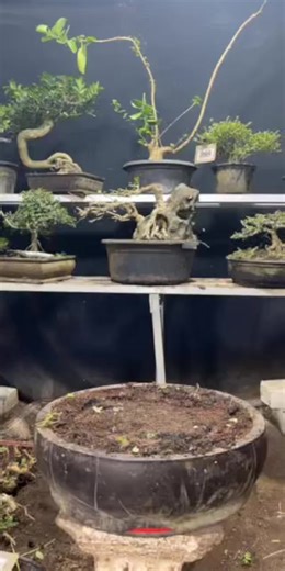 Ikuti LIVE kami dan dapatkan promosi eksklusif!