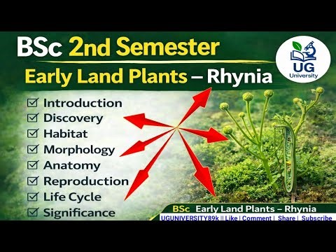 BSc 2nd Semester Botany | Early Land Plants –Rhynia | Morphology, Anatomy, Reproduction & Life Cycle