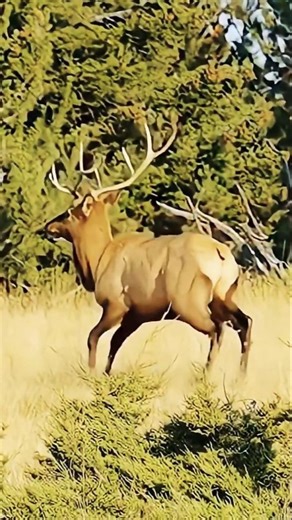 🦌 Perfect Deer Shot With Bow Hunting 2026 #deerhunting #bowhunting #shorts