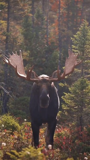 The biggest Maine bull I’ve ever filmed! 🫎 🎥: @allagash.antlers #moose #maine #wildlife #nature | The Moose Meadow