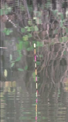 시인성 최강 동원작 전자찌 멋진 찌올림