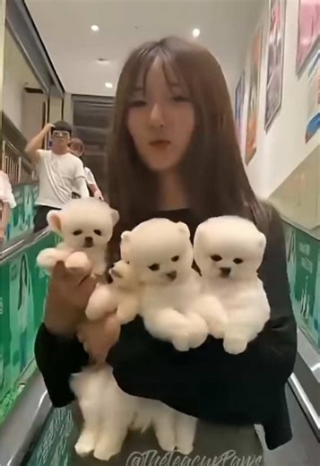 Cute Teacup Puppies 😍🐕#teacupdogs #teacuppuppies #cutedog #puppy #puppies