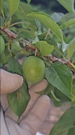 Growing Big, Thick Plums: You Don't Need Expensive Nutrients. Hit the Jackpot Just by Mastering "...