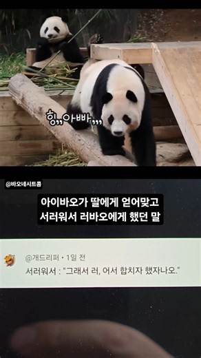 아이바오가 딸에게 얻어맞고 서러워서 러바오에게 했던 말 #SHORTS