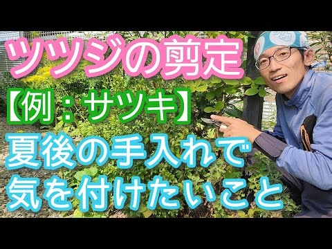 【サツキ(ツツジ類)の剪定】夏以降に注意！翌年に花を楽しむポイント(2026年8月)✂️💐