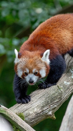 1K views · 352 reactions | Petit, roux et adorable… Le panda roux est pourtant victime de la déforestation et du braconnage 凉 En cette Journée mondiale du panda roux, nous voulons sensibiliser petits et grands à l’importance de le protéger ! Parce qu’un monde sans panda roux serait bien trop triste… ✨ #thoiry #parcanimalier #zoo #nature #wildlife #travel #escapade #animal #pandaroux #cuteanimal #cute #animauxmignons | Thoiry ZooSafari | Facebook