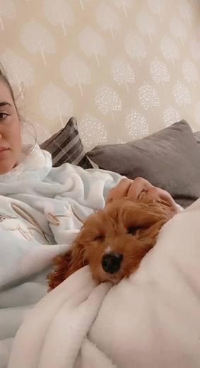 Morning head rubs for the boy 🥰 #headrubs #spoilt #fyp #foryou #foryoupage #cavapoochon #cavapoochonpuppy #cavapoochonpup #cavapoochonsoftiktok #pup #puppy #puppies #funnyvideos #cute #funny #dumbothedog #officialdumbodog