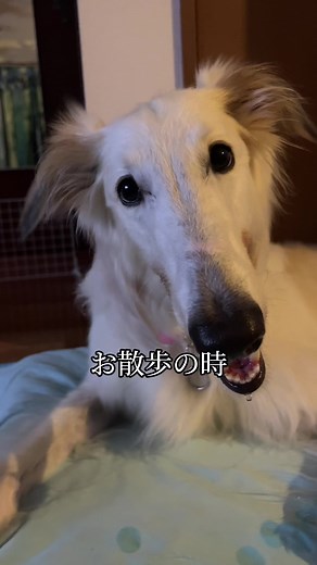 ボルゾイの魅力と特性について