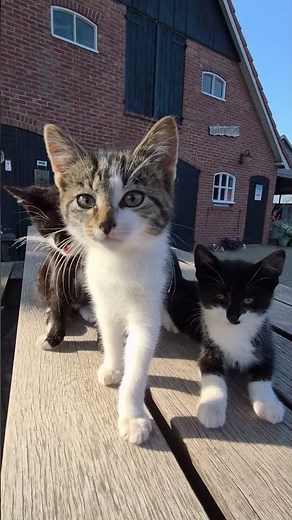 Heute mal süße Kätzchen am Bauernhof 👋🙂🐱🐈‍⬛#Cats #Kittys #Natur #Cute #Frieden #Katzen