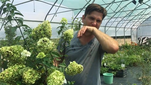 Hydrangea paniculata 'Sundae Fraise' - Hortenzia fajta Jellemzői: https://tinyurl.com/3smthzzj | Megyeri Szabolcs kertész