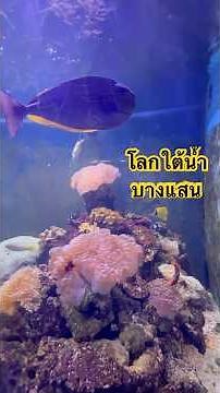 ม.บูรพา ทะเลใต้น้ำ ค่าเข้า 80บาท #thailand #บางแสน #ชลบุรี
