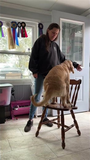 Training for loading into vehicle