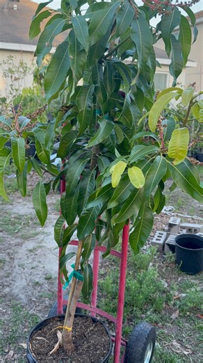 Carrie Mango Tree With Flowers (5 Ft Tall)no Ship California (will Be Fruiting Soon) - Etsy