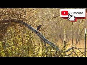 🔊🎶 Sounds of Female and Male Cardinal Birds Mating Call (11 Min Birdwatching) 👀 🐦🔴 #birds
