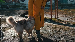 A trained dog jumps over an obstacle. Executes commands. gets a treat to encourage it, goodies. outdoor exercise with pets. Teaching the dog various exercises, training to overcome obstacles