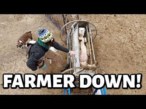 this is me trying. | sheep farming with the flu, and cleaning up our dirty little secret. Vlog 765