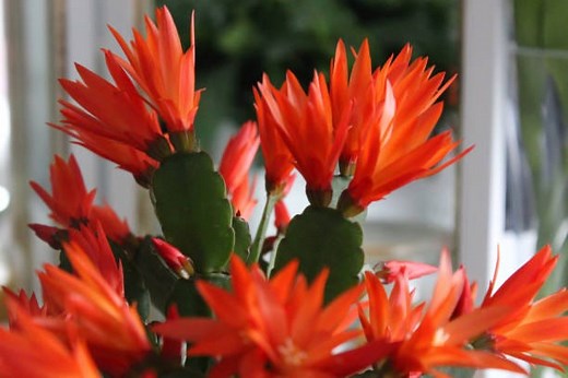 Easter Cactus Care Tips to Keep It Blooming for Decades