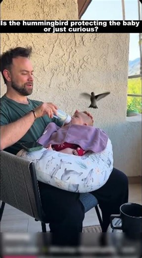 Do hummingbirds recognize human energy? #Wildlife #NatureMoments #Animals