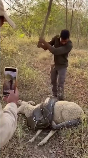“Man vs. Python: The Fight to Save a Dying Sheep 🐍🐑💥”