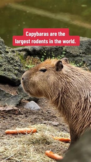 Capybara: Rodent of unusual size. #rodent #AnimalFacts #capybara #capybaratiktok