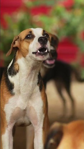 Why does my dog ​​bark all the time?