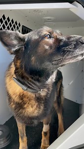 2.6M views · 189K reactions |  K9 Rios last sign off for retirement! He enjoyed a pup cup after his last day and has many more treats happening in his future! Thanks for your service! | Georgia Police K9 Foundation | Facebook