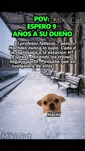 POV: Espero 9 años a su dueño #gatitoslindos #catlover #Miki