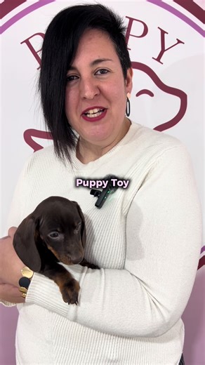 All About Mini Teckel Dogs: Characteristics and Care