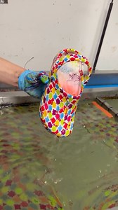 17K views · 17 reactions | Did someone say a custom Crocs Clog?  > https://bit.ly/47Xeozf IG - htf_wassertransferdruck | size? | Facebook