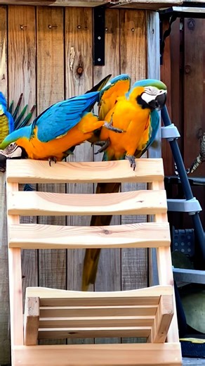 Ivy Macaw on Instagram: "The girls on their new sun chair ☀️It is only spring but it sure feels like summer already 🌸 ❤️ #summer #sun #fun #bestlife #macaw #macaws #parrots #parrotlife #macawlife #birdstagram #colour #petsofinstagram #adorable #love #happy #goldcoast #red #blue #gold #blueandgoldmacaw #macawsofinstagram #macawlover #parrot #cute #birds #bird #birdsofinstagram #birdstagram #instagram #outdoors"