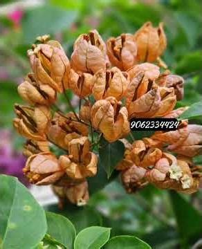 All India Wholesale Supplier Bougainville Plants | Best Price for Resellers | Horticultureking