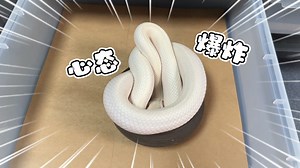 这爬宠要是养多了吧，说实话挺让人心态爆炸的