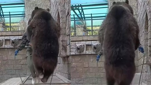 Massive Bear Skipping Rope Goes Viral | Watch Video