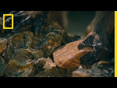 Macaques Use Tools to Shuck Oysters | One Strange Rock