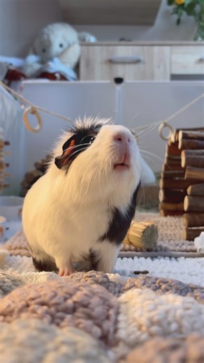 Give Us Our Pepper! Guinea Pig ASMR Moments