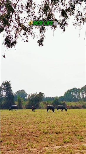 🐃Morning with Desi Cow & Buffalo 🐄| Village Dairy Life | Farming Vlog#shots