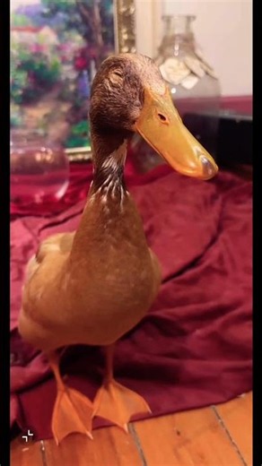 Little Duck Juan 🐣 #animalshorts #ducks #comedyshorts #animallovers #pets #animallife #funnyanimals
