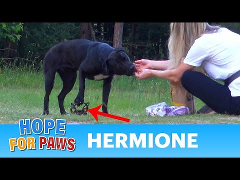 Hermione stepped on a cruel coyote trap and suffered for days until a miracle happened! #dog