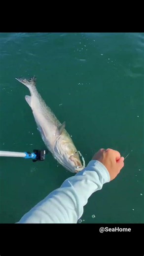 Pure Adrenaline! Giant Striped Bass vs. Light Tackle 🎣 #fishinglife #fish #fypシ #deepseafishing