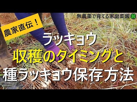 How to Determine When Rakkyo Are Ready to Harvest and How to Preserve Rakkyo Seeds [Direct from a...