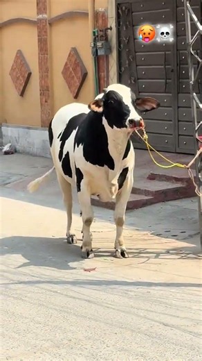 janwar bhag Gaya #bakraeid #bakraeid #bakraeid2026 #qawali #bakraeid #bakraeid2026 #qawali #viral