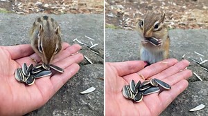 Squirrel's sudden approach turns man's leisurely walk into feeding session