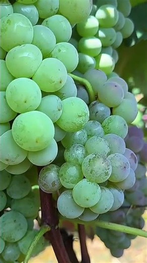 Massive Green Grape Harvest! Premium Vineyard Grapes Ready to Pick