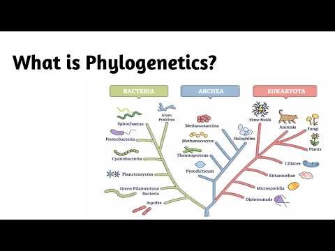What is Phylogenetics ?