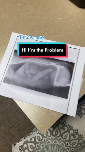 Understanding Cat Constipation: A Veterinary Guide