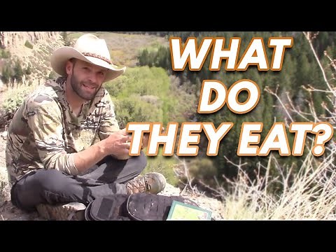 What do Bears, Mule Deer and Elk Eat in The Mountains?