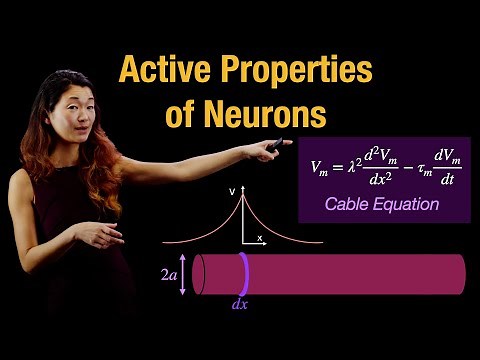 Active Properties of Neurons | Responses to Current | Cable Equation in Axon Conduction