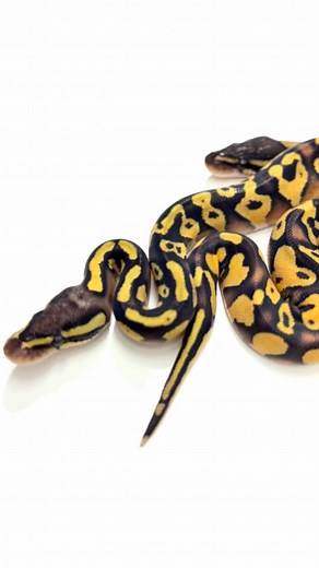 Ok here’s the full clutch 🤩 Super Blackhead Pastel Ultramel x Super Gravel Enchi. Anyone see any reason to think Leopard is in there? (Leo was in the sire’s pairing, and there’s just enough variation in these to make me think I’m overlooking one gene 🤷🏻‍♂️). I can’t wait to see what these produce in the Ultramel Super Gravel project of the future 🐍👊 Properroyals.com Follow @ProperRoyals #ballpython #ballpythons #ballpythonsofinstagram #ballpythonsofig #ballpythonsofinsta #ballpythonsofinsta