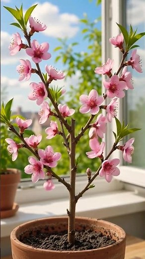 How To Grow Peach From Seed🍑🌳 #shorts#garden#viral#peach#tranding#fruitgarden#gardening #grow#fruit